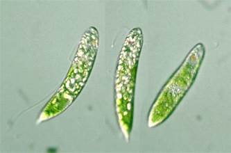 Euglena granulata